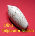 Oliva (Americoliva) fulgurator bullata, Marrat 1871